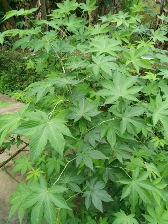 曬干甜茶葉